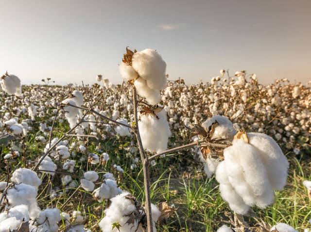 21 mille nouveaux acres en une semaine .. Combien coûtent les zones cultivées en Égypte?